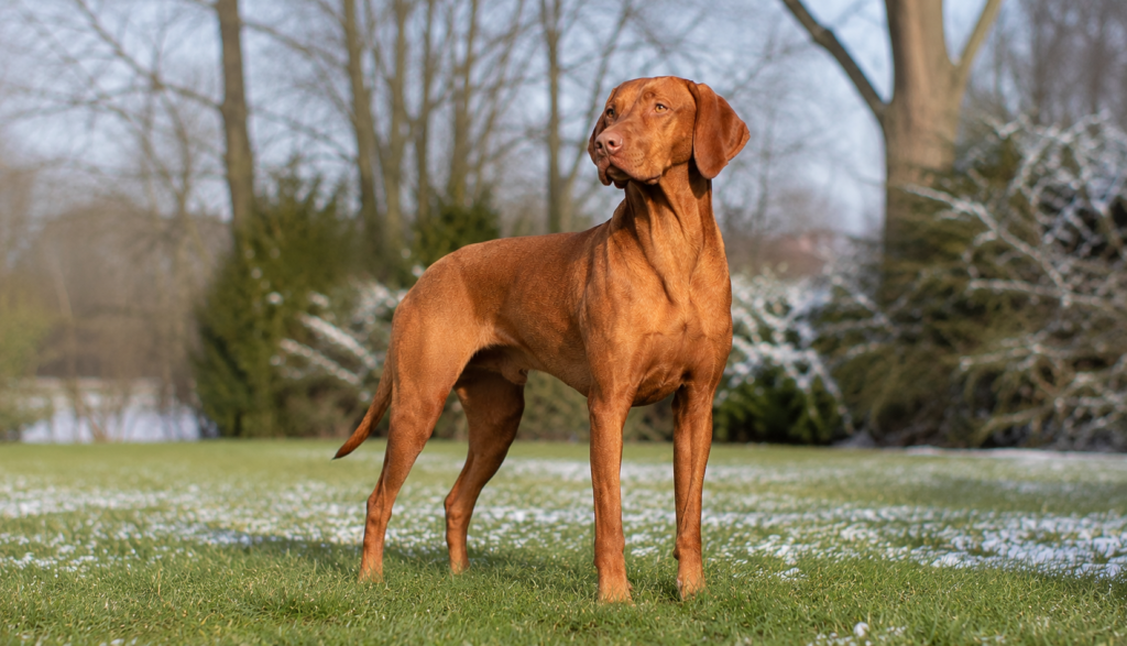 Healthy Vizsla dog standing alert in bright winter garden