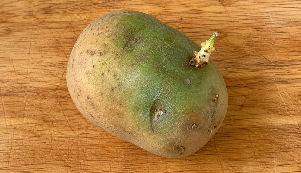 Potato with green discoloration and sprouting on cutting board