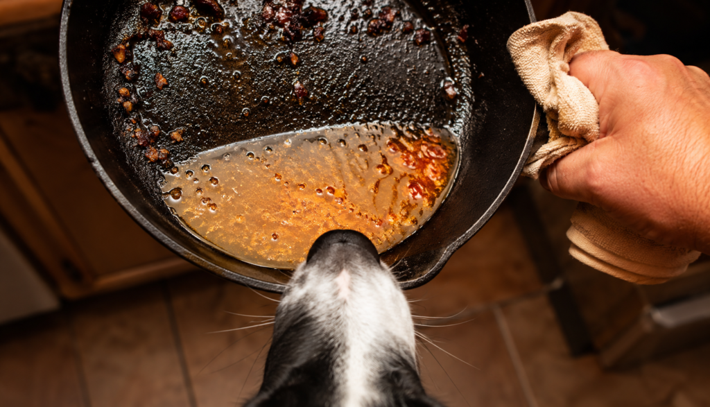 Border Collie sniffing bacon grease pan being moved away