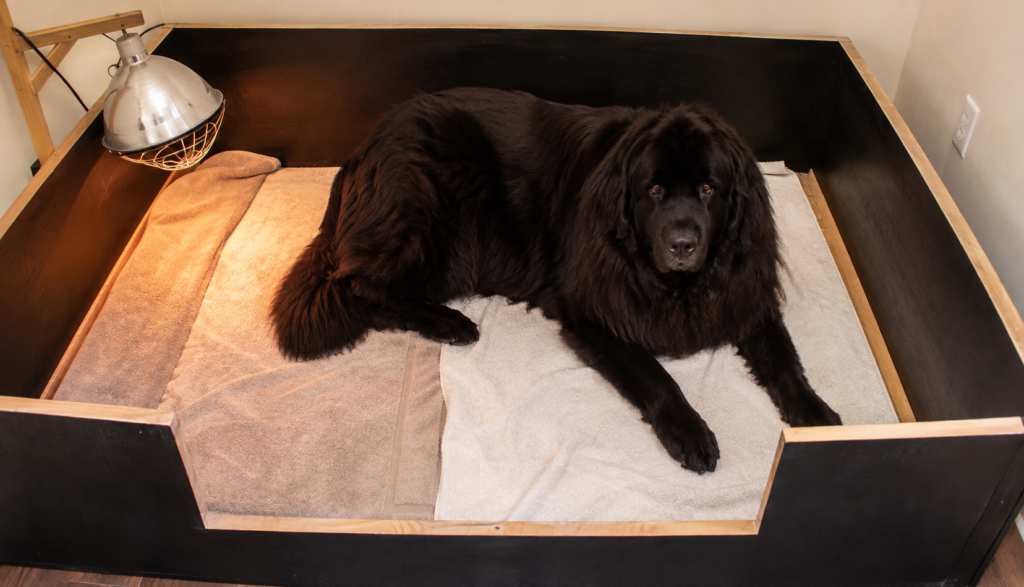 "Newfoundland dog resting in a prepared whelping box lined with towels before labor"