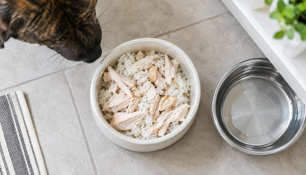 Bland diet of chicken and rice for dog diarrhea recovery"